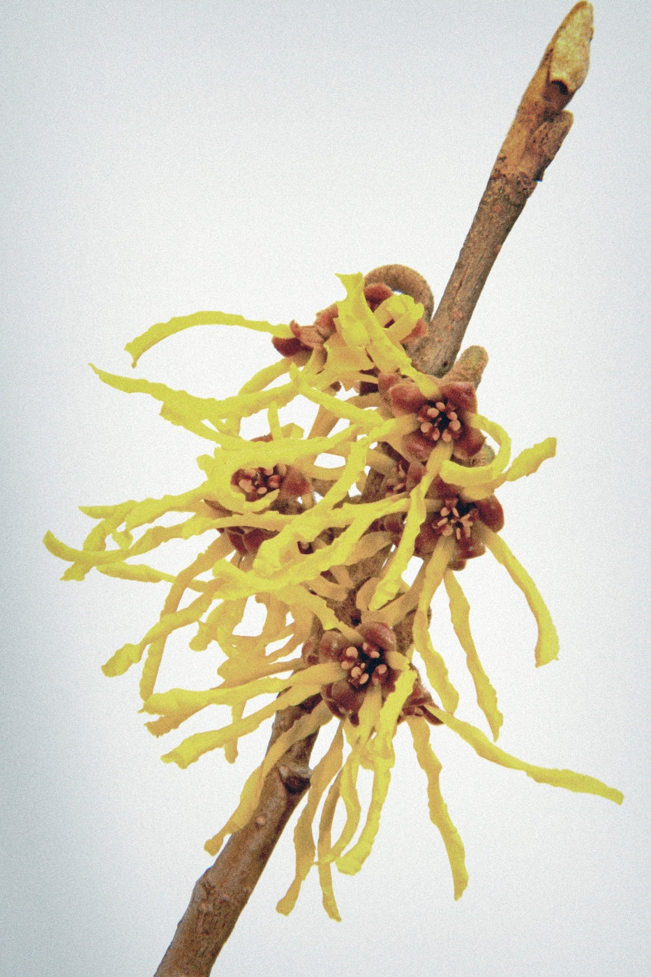 Hamamelis Face Spray Serum Vitamin C
